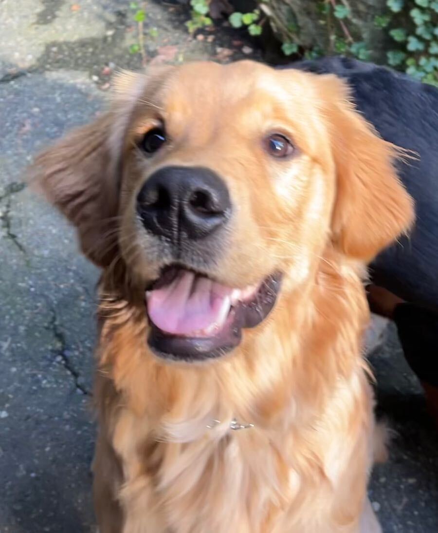 Ty Golden Retriever Dog Training Helping